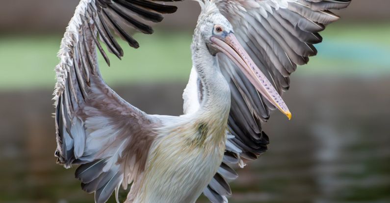 Balancing Priorities - White Pelican