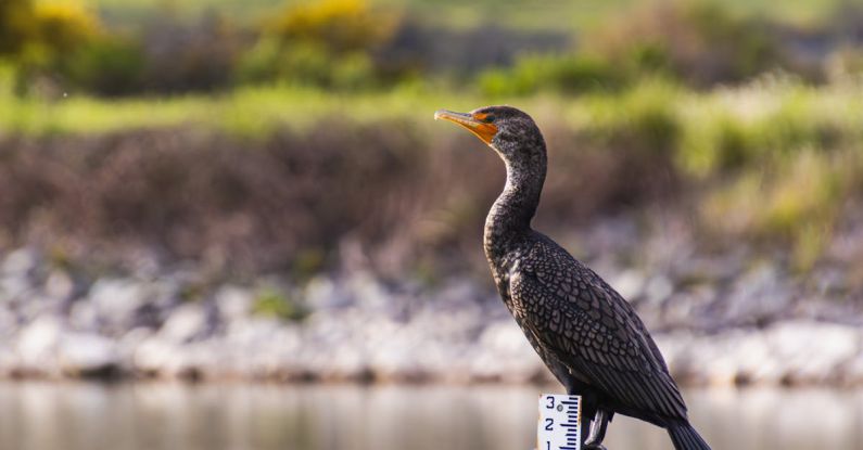 Measuring Efficiency - A bird is standing on a pole in a field