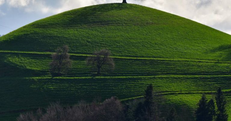 Single-Tasking - A lone tree on a hilltop in the middle of a green field